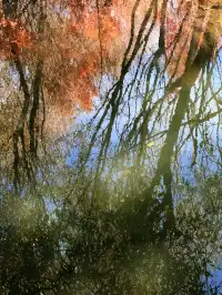 12月洱海!闖入現實版《小森林》紅杉秘境!