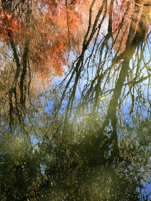 12月洱海!闖入現實版《小森林》紅杉秘境! 12月洱海!闖入現實版《小森林》紅杉秘境!