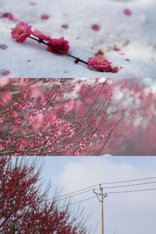 Plum Blossoms in Changsha Bloom Stunningly