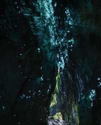 Magical Blue Glow Worm Night Tour in Springbrook