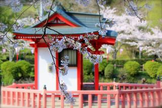 2026 Mobara Cherry Blossom Festival