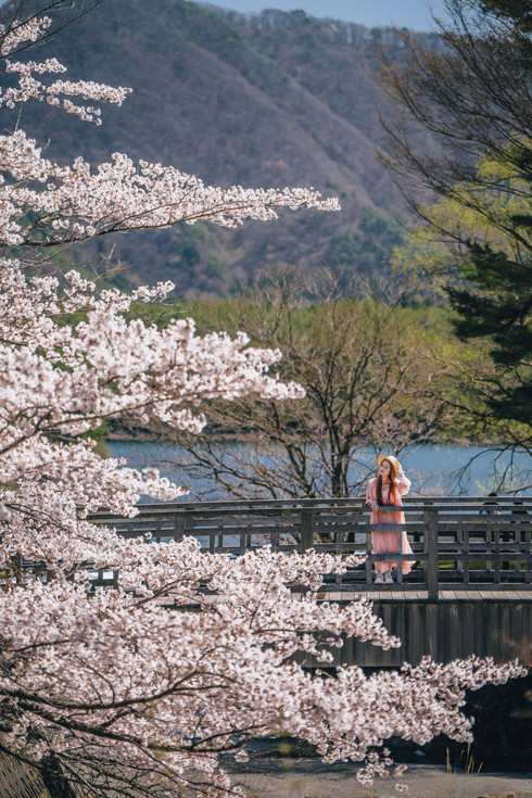 富士山の桜は河口湖に押し寄せず、隣の西湖がもっと宝の山！ | Trip