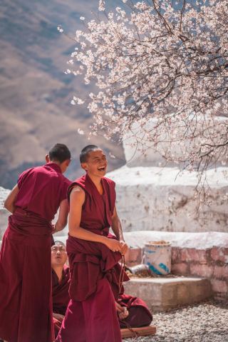 ラサ春限定：パバンカ寺の桃の花