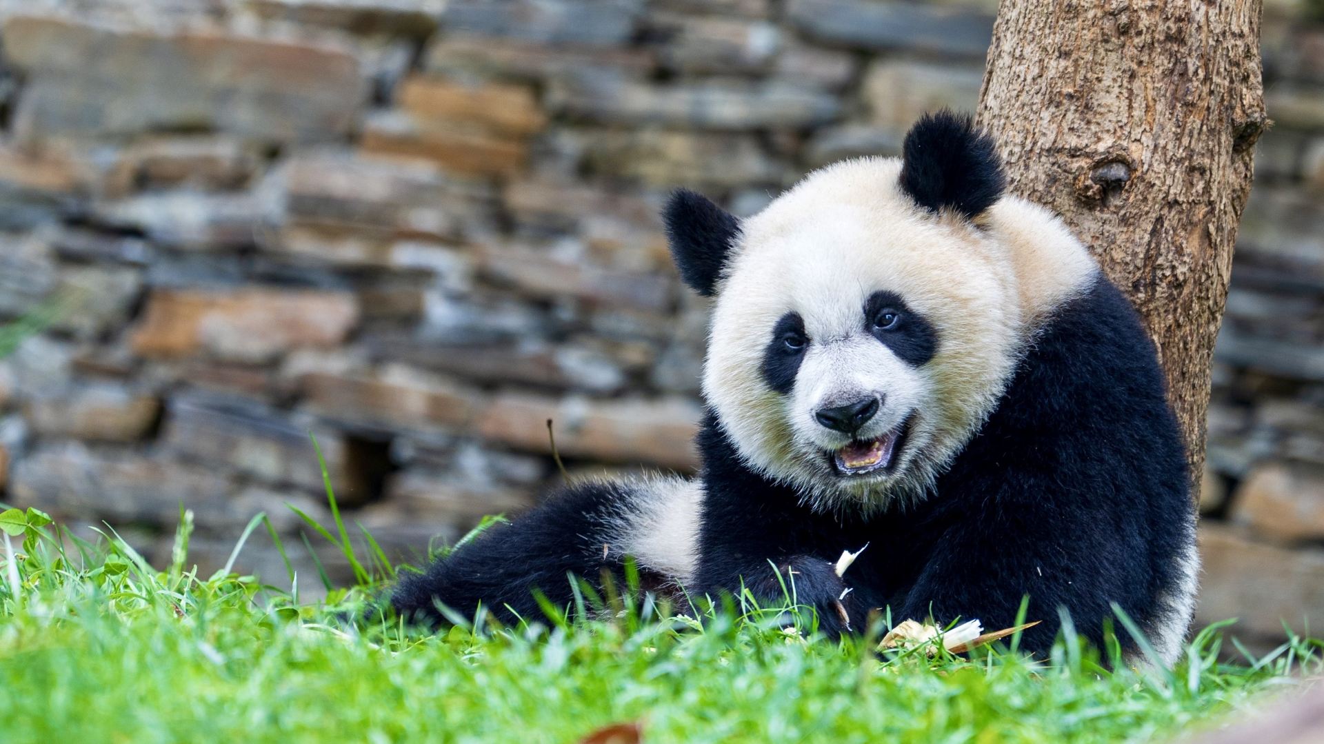 Today, I was healed by the warm, everyday life of Nan Xiaoyue and her family of three. 🐼