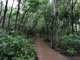 山東省陽谷県景陽岡遺跡（新石器時代、国保五）