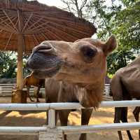 近距離跟老虎、長頸鹿和駱駝互動的超有趣動物園 🦒🐯🐫