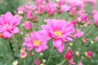 Eden Flower Garden, Tupi