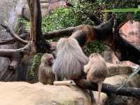 西澳珀斯動物園（Perth Zoo）🐨🐒🐯🦁🐷🐮🦒🦨🦜
