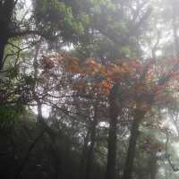 Yangmingshan: Lengshuikeng>>xiaoyoukeng trail