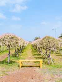 🌸꽃의 성지가 될 제주 여행지 [보롬왓]🌿