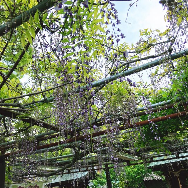 【香川】孔雀藤の岩田神社