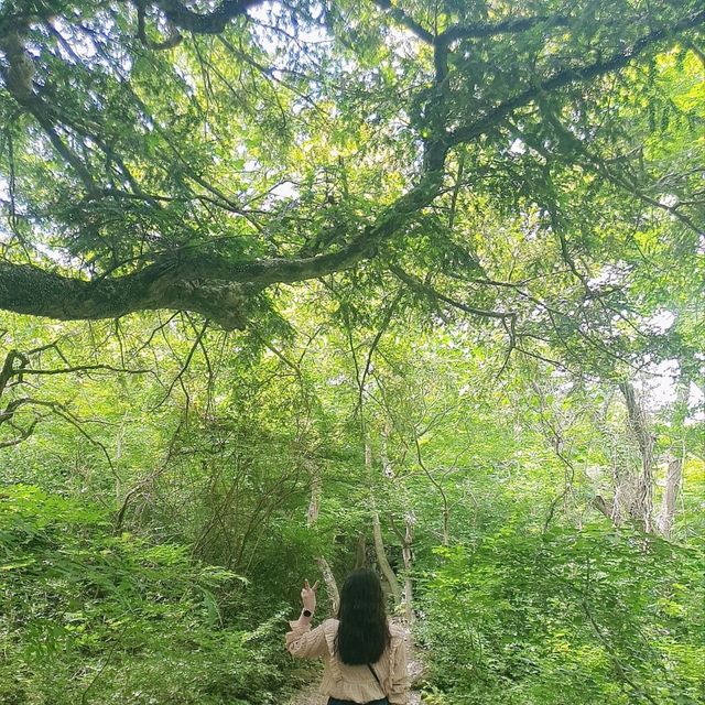 ✈️ 모든걸 훌훌 털어버리고 제주여행! 나만알고싶은 시크릿명소💋