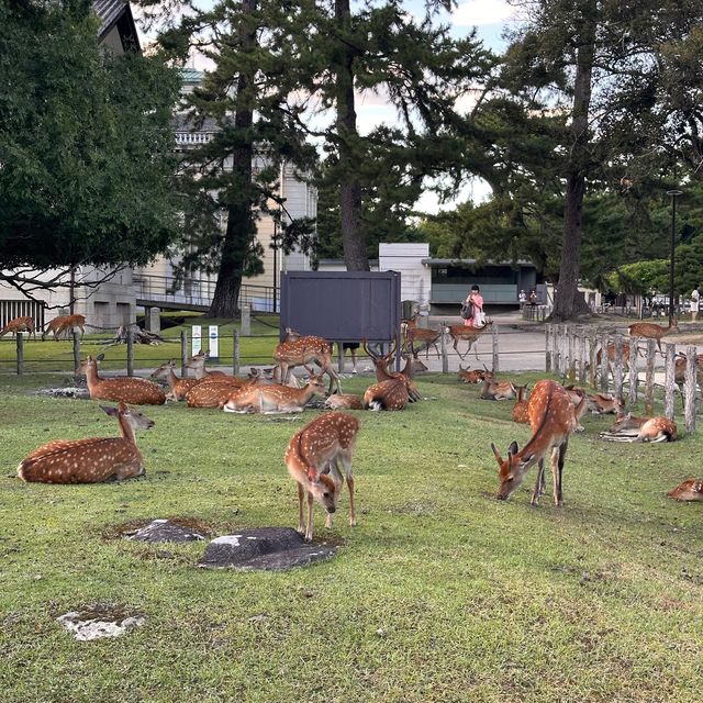 Oh deer! Thousands of deer at Nara Park 🦌