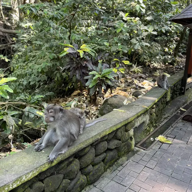 Monkeying Around in Ubud