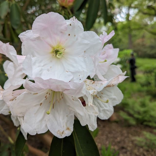 Isabella Plantation