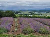 Huge Flower Mountain