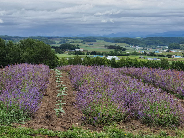 Huge Flower Mountain