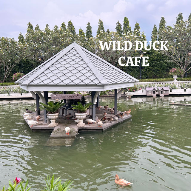 คาเฟ่เป็ดสำหรับเด็กๆ บรรยากาศชนะเลิศ