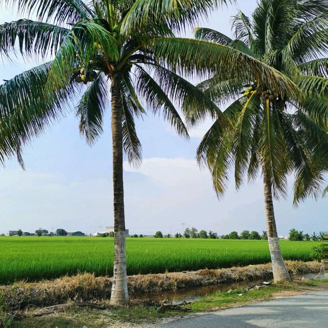Beautiful paddy fields in Sekinchan! 🌾