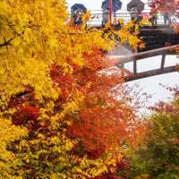 Beautiful autumn leaves wet with rain
