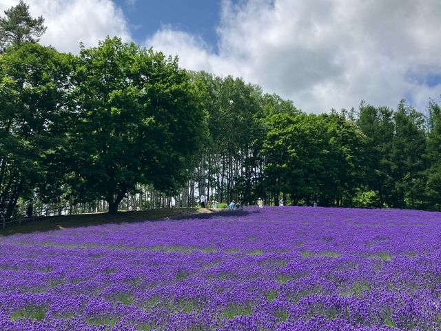 富良野薰衣草花田之王「富田農場」：必去打卡點，薰衣草控必朝聖！