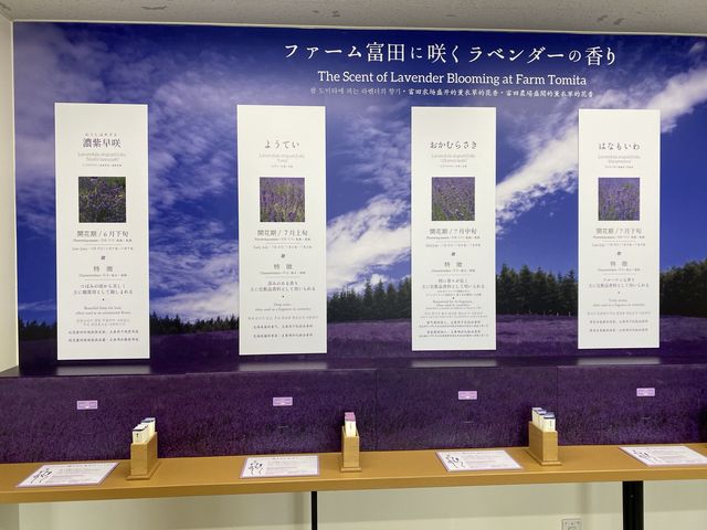 富良野薰衣草花田之王「富田農場」：必去打卡點，薰衣草控必朝聖！