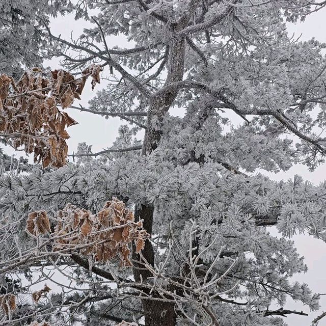 곤도라타고 5분이면 볼 수 있는 무주 덕유산 상고대