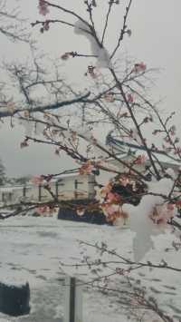 冬季遊日本東北，雪中的白石城。