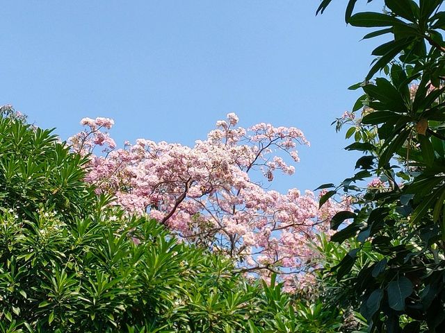 ชมพู่พันธุ์สวนจตุจักร