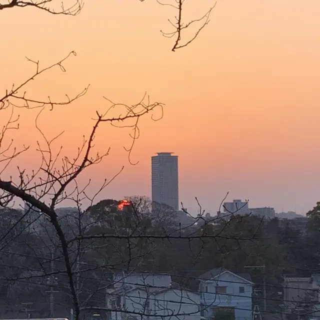 Cherry blossom at sunset in Fukuoka in March