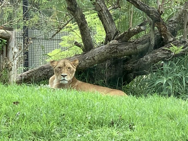 西澳珀斯動物園（Perth Zoo）🐨🐒🐯🦁🐷🐮🦒🦨🦜