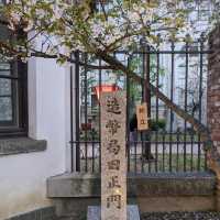 造幣局桜の通り抜け、桜は既に散り始め、有終の美