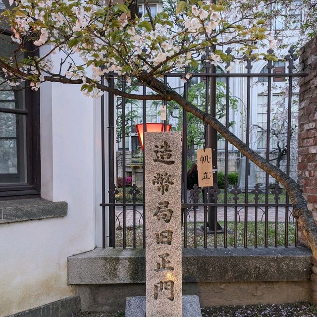 造幣局桜の通り抜け、桜は既に散り始め、有終の美