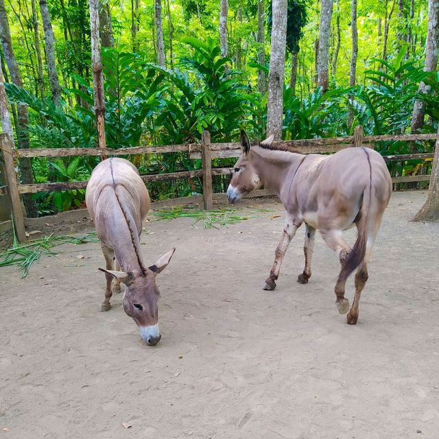 Cebu Safari and Adventure Park🏞️