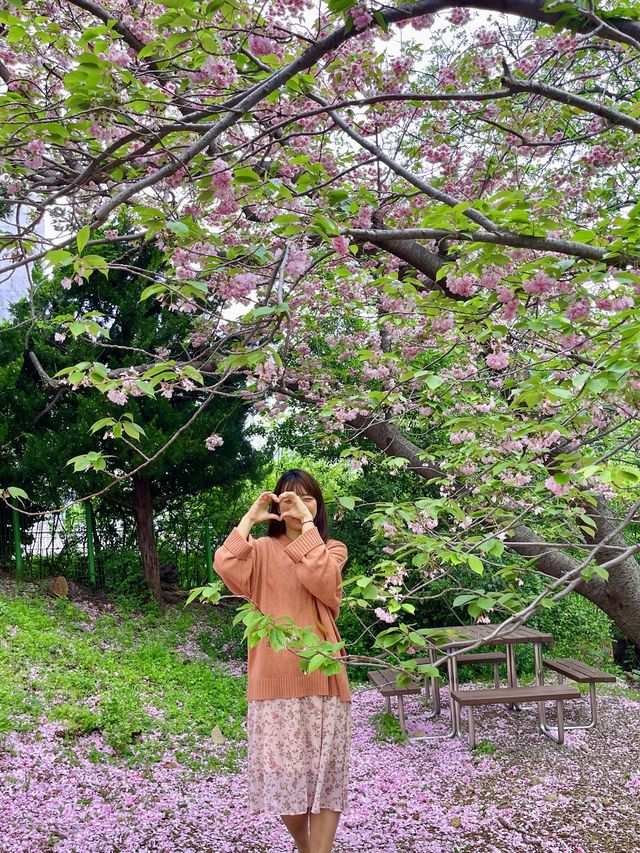 부산 겹벚꽃 명소 best1 민주공원 🌸