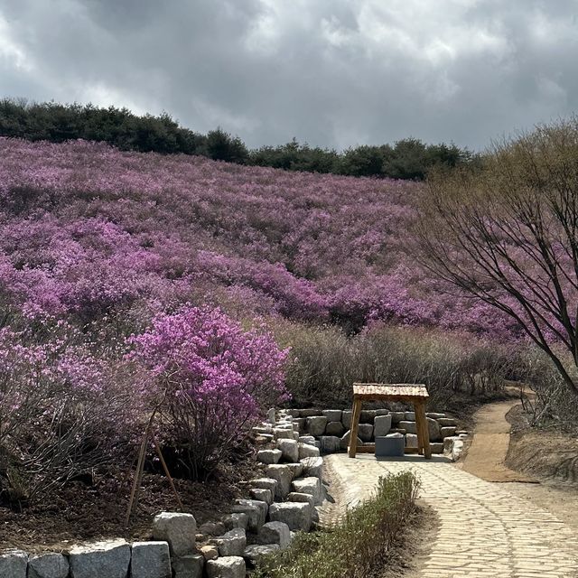 진달래로 가득한 창녕 화왕산 
