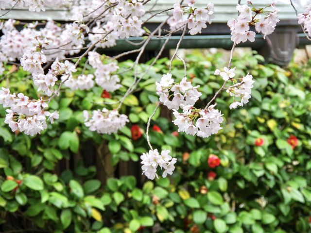 【高知市】日本百名城の春🌸