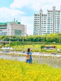현시각 3가지 꽃을 한번에 볼 수 있는 명소💐