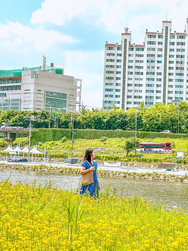 현시각 3가지 꽃을 한번에 볼 수 있는 명소💐