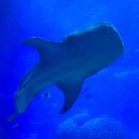 珠海長隆海洋王國之海洋動物