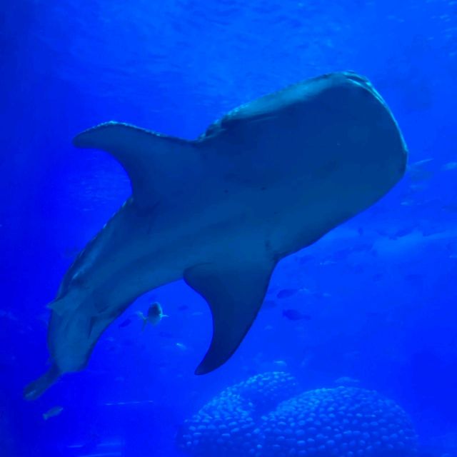 珠海長隆海洋王國之海洋動物