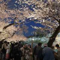 東京最美夜櫻之一🌸 – 千鳥之淵
