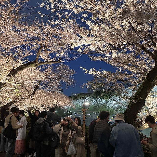 東京最美夜櫻之一🌸 – 千鳥之淵