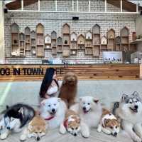 曼谷狗狗cafe🐶dog in town