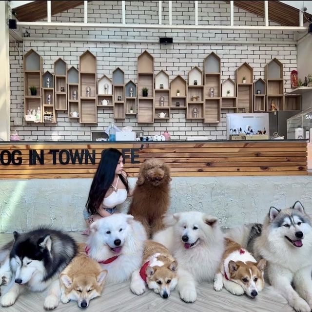 曼谷狗狗cafe🐶dog in town
