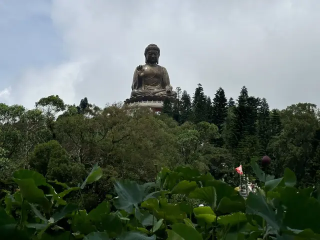 香港遊 | 大嶼山 | 寶蓮禪寺 | 香港荷花節 (下)