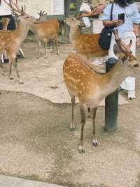 자유로운 사슴들로 둘러싸인 곳, 나라 공원🦌