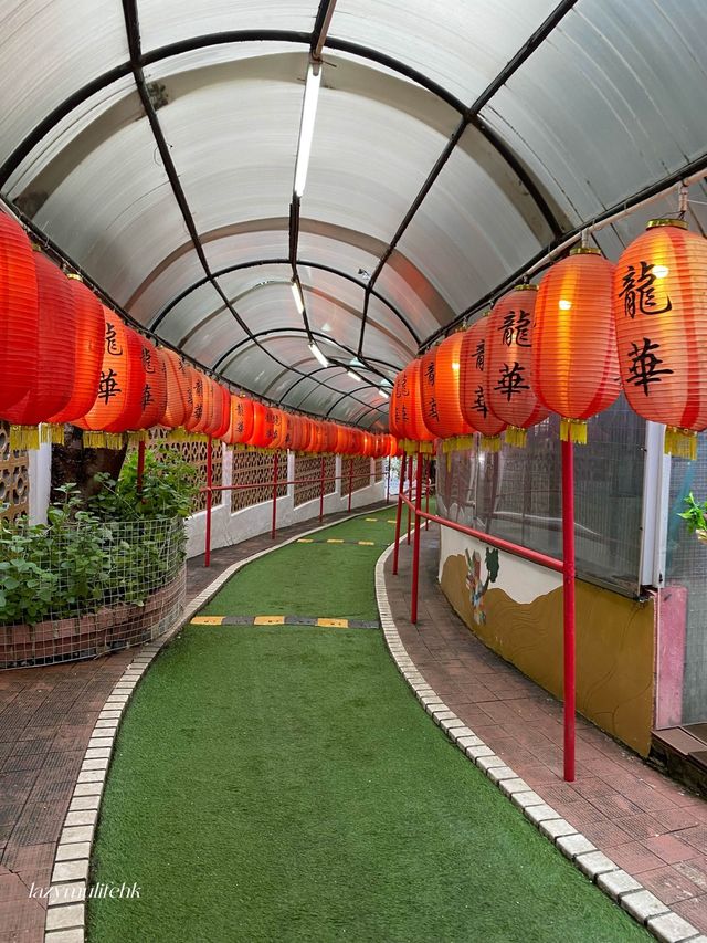 龍華嫩鴿肥雞並不是浪得虛名👅尋找舊日足印👣