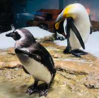 桃園｜🐧💙可愛企鵝篇📍 Xpark