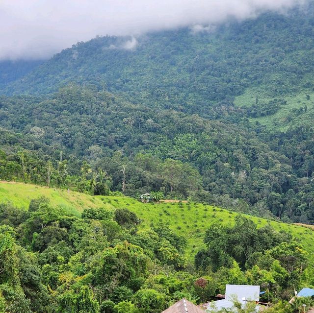 หน้าฝนต้องมองเขียว 🍀ที่ระเบียงดาว เชียงใหม่